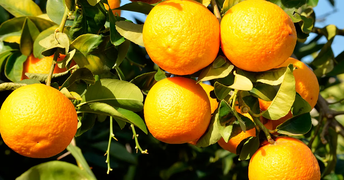 США разрабатывают робота для сбора цитрусовых