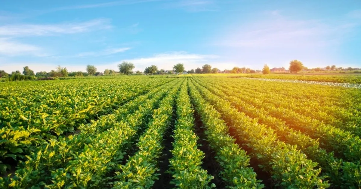 Американские законодатели требуют открыть японский рынок для свежих картофелей