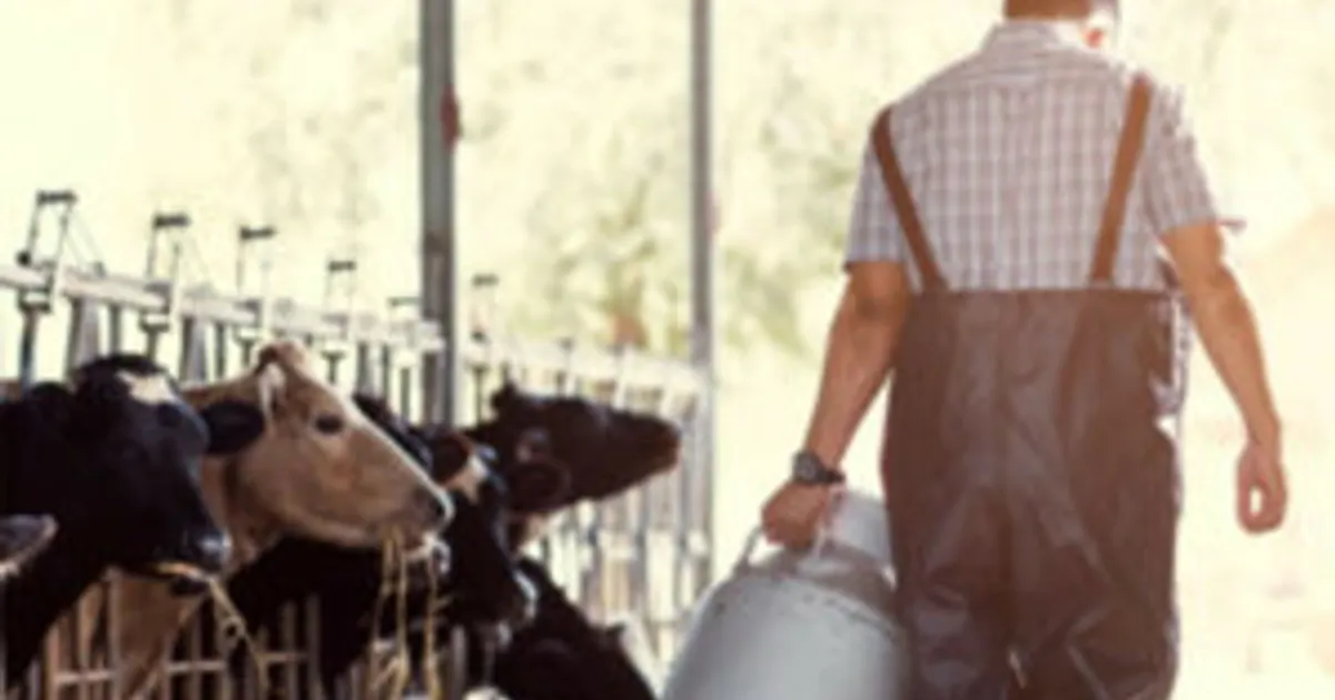 Ущерб от мастита: анализ рисков для молочного скота