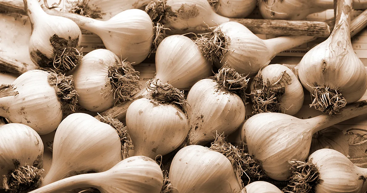 Новая методика определения происхождения чеснока