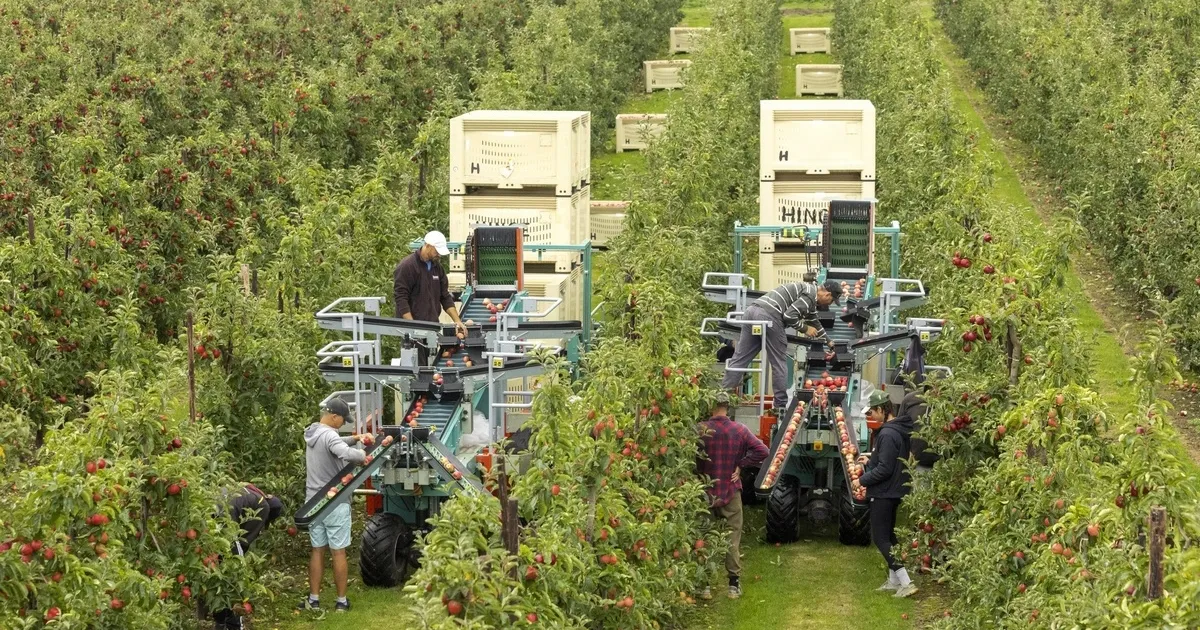 Британские садоводы сталкиваются с ростом затрат