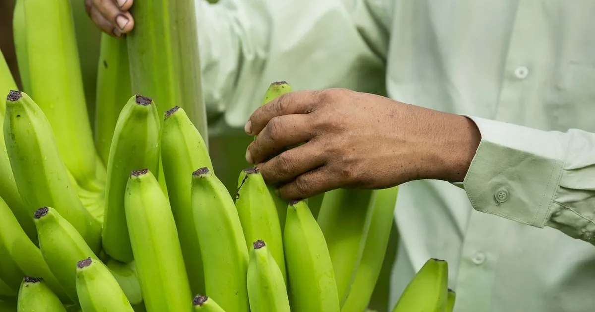 Британский биотех-стартап получил $105 млн для разработки генотипированных бананов