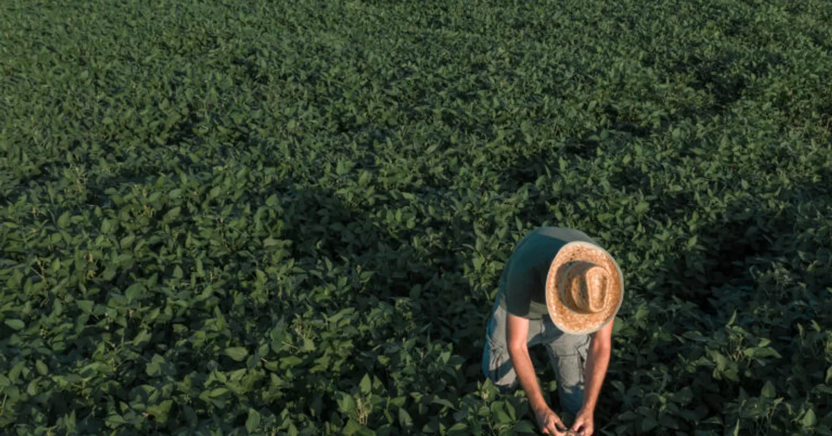 Эндофиты: от результатов на поле до биологии работы