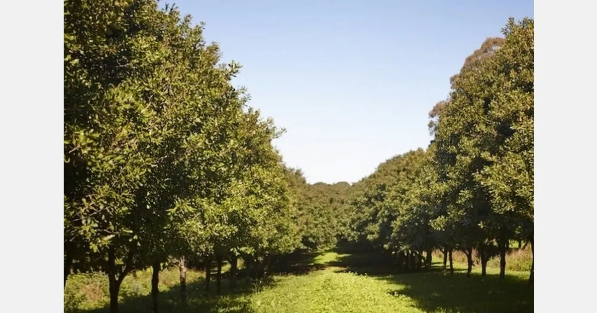 Урожай макадамии в Австралии в 2026 году ждут на уровне 59 тыс. тонн