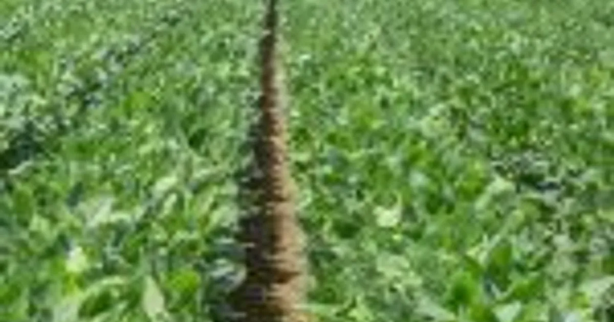 Выплаты USDA разочаровали соеводов Индианы