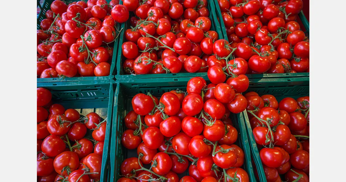 Экспорт томатов Узбекистана в 2025 году: итоги года