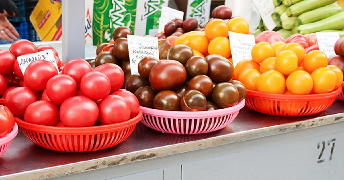 Минск-новости: На столичном тепличном комбинате начнут выращивать желтые и шоколадные томаты