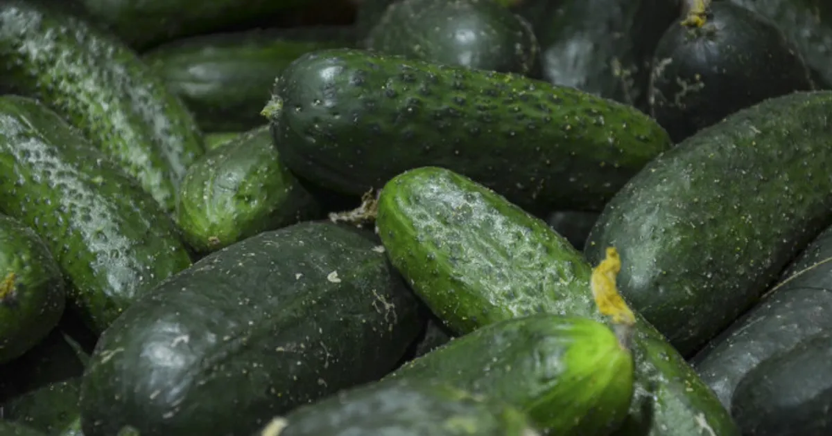 Огурцы подешевели на Среднем Урале на 11%