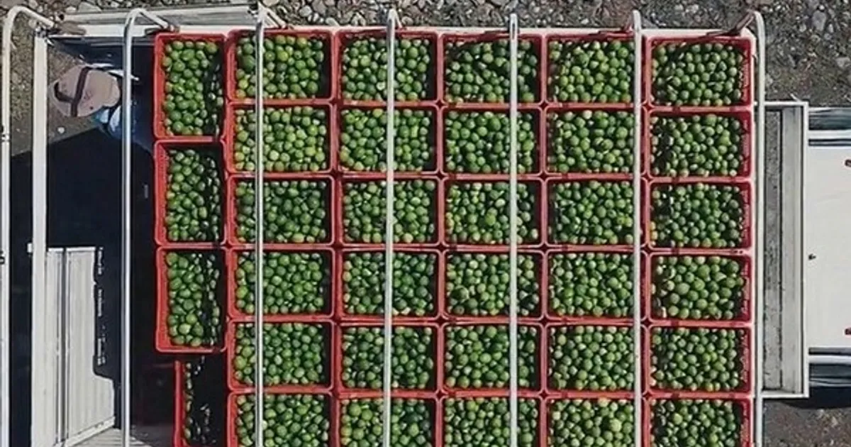 Погода в Веракрузе повысила цену на лимоны