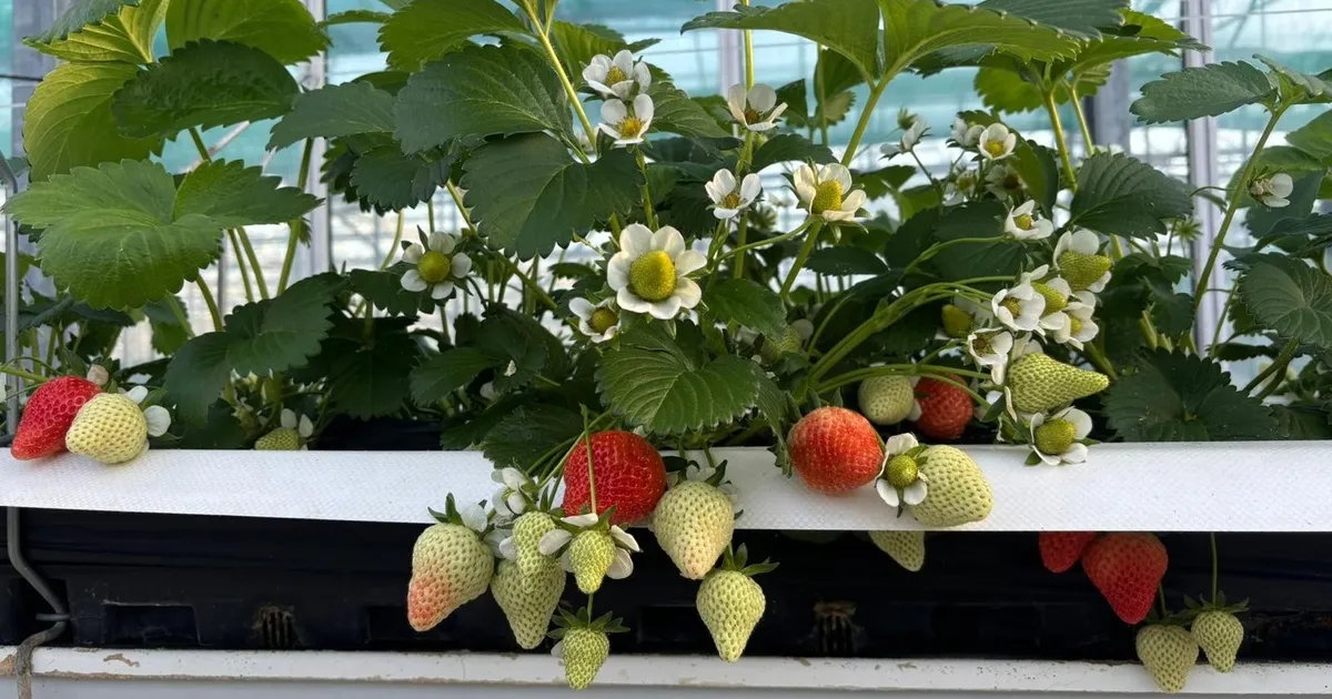 Объемы клубники растут: в апреле ожидается десятикратный прирост