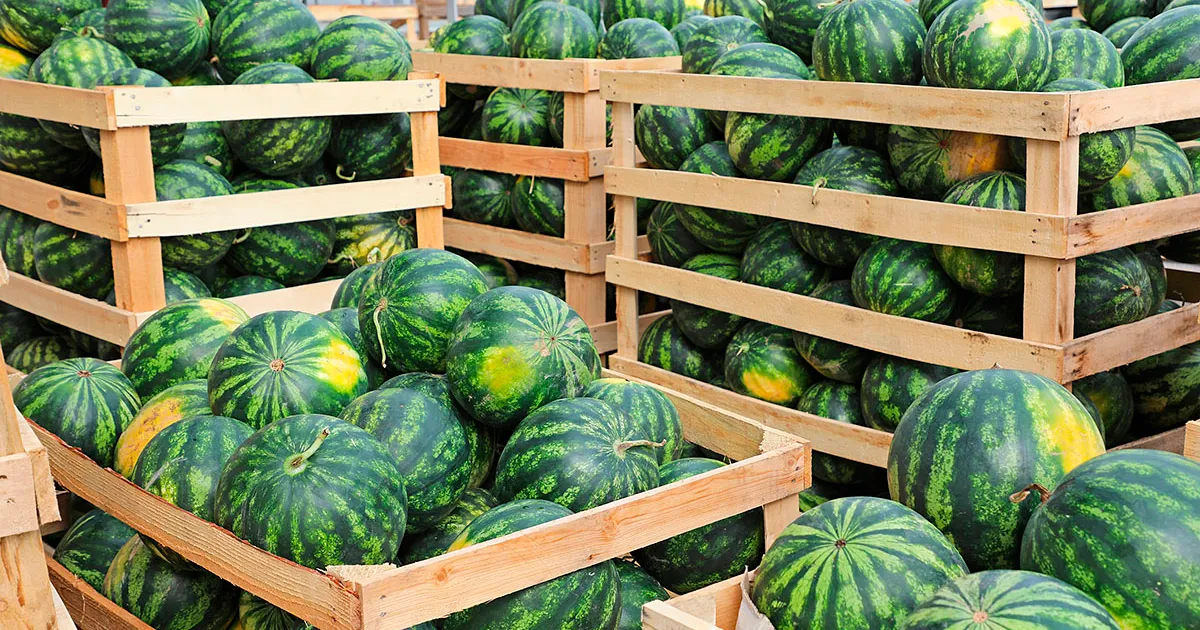 Цены на арбузы и бананы в Бангалоре упали из-за роста предложения