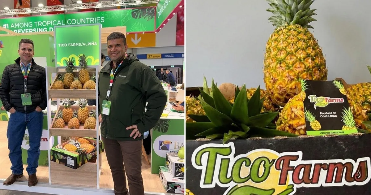 Как конкуренция внутри отрасли влияет на рынок ананасов