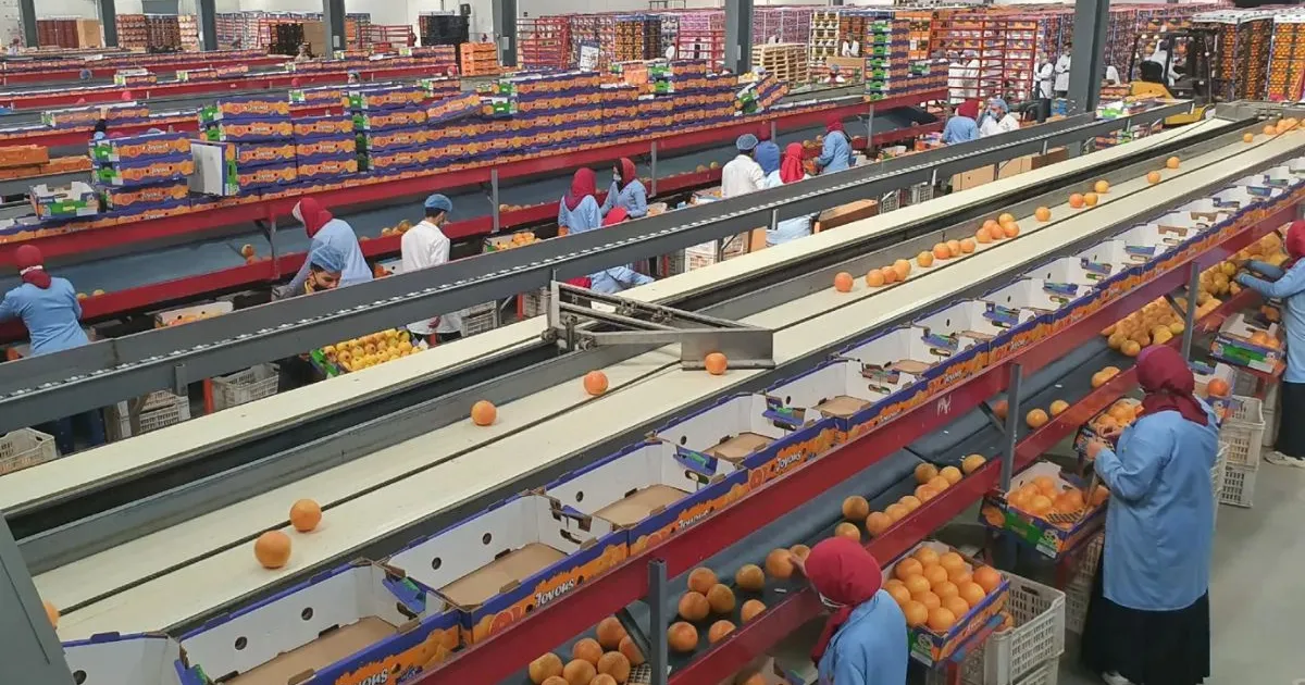Логистические сбои мешают экспорту египетских апельсинов