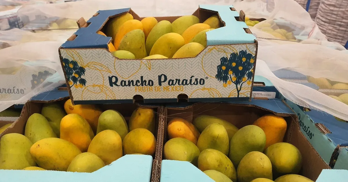 Мы дождались снижения цен перед экспортом манго в Европу