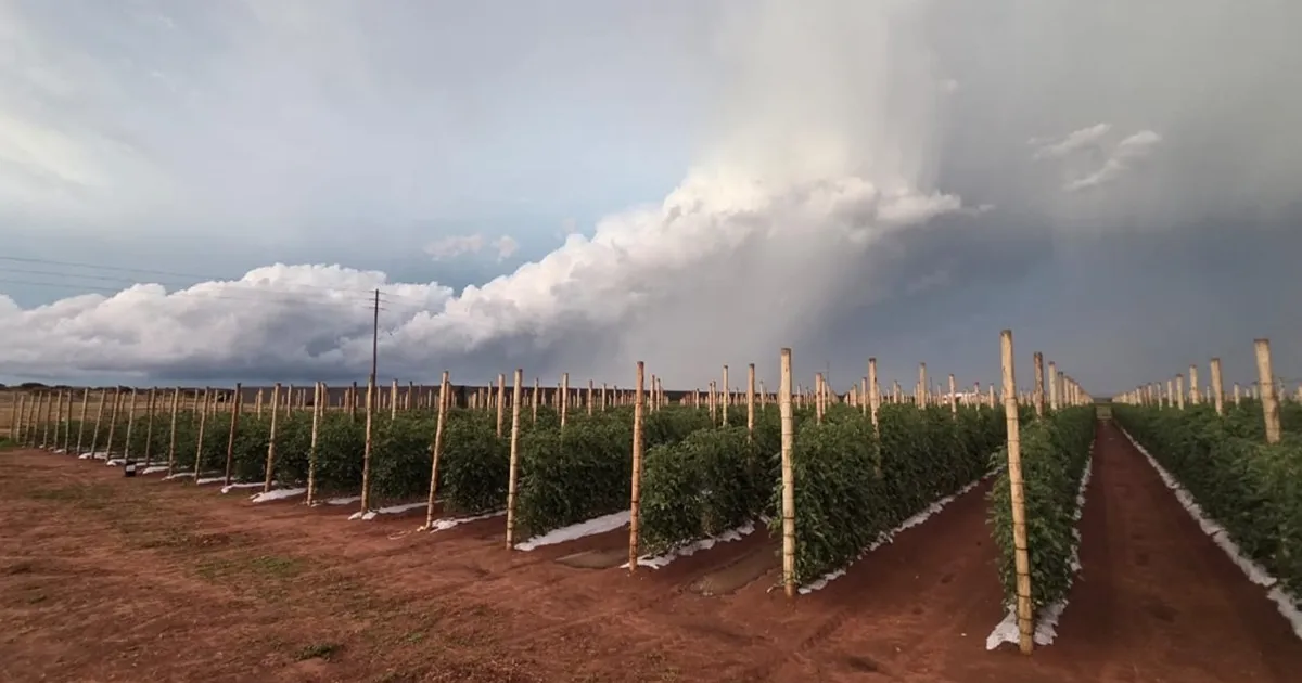Таких цен на огурцы ещё не видели, жаль, что их мало