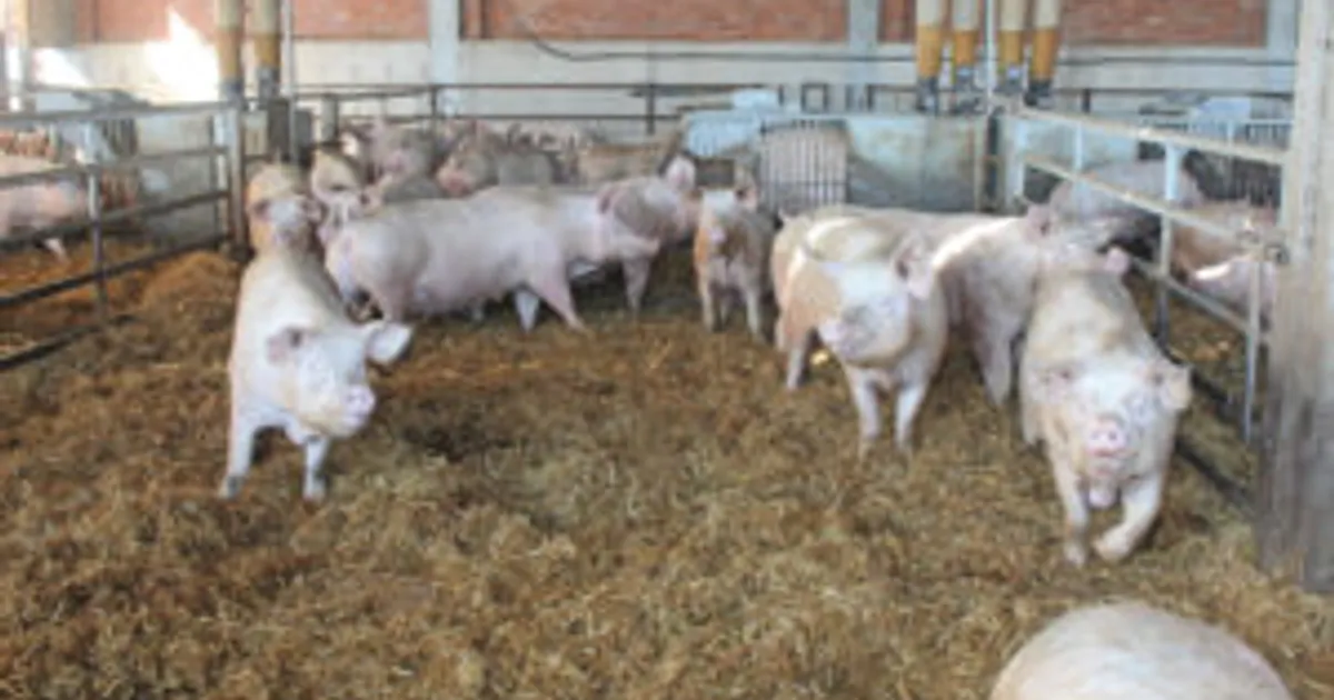 Технологии и комфорт: опыт испанской свинофермы