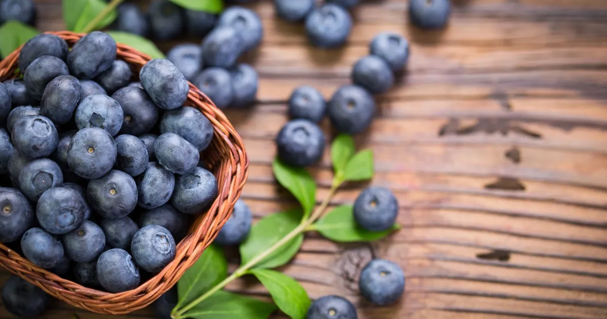 Как выбрать сорт голубики для вашего сада