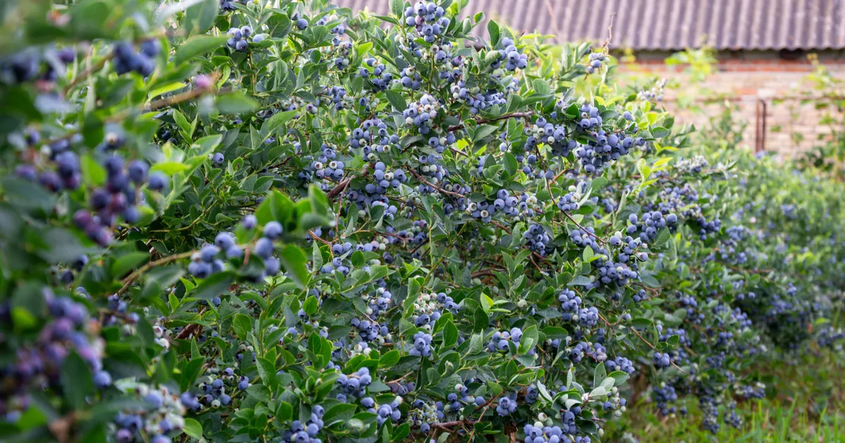 Когда лучше обрезать кусты черники