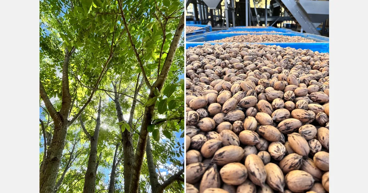 ЮАР возобновит экспорт пекана в Европу в этом году