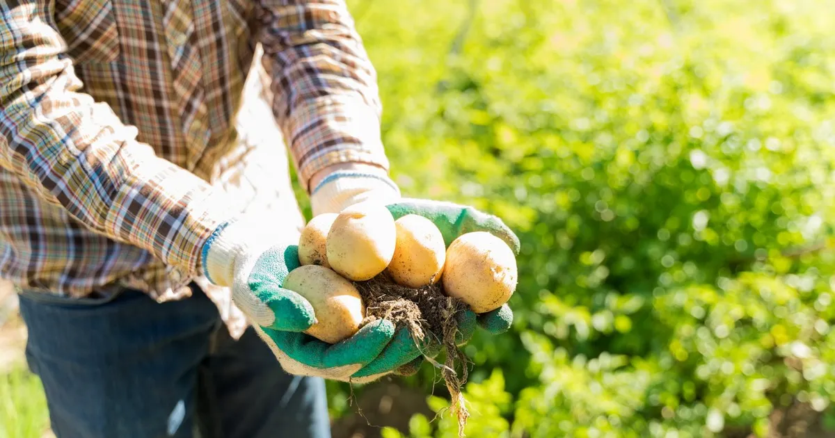 Штраф за картофель: правда или миф?