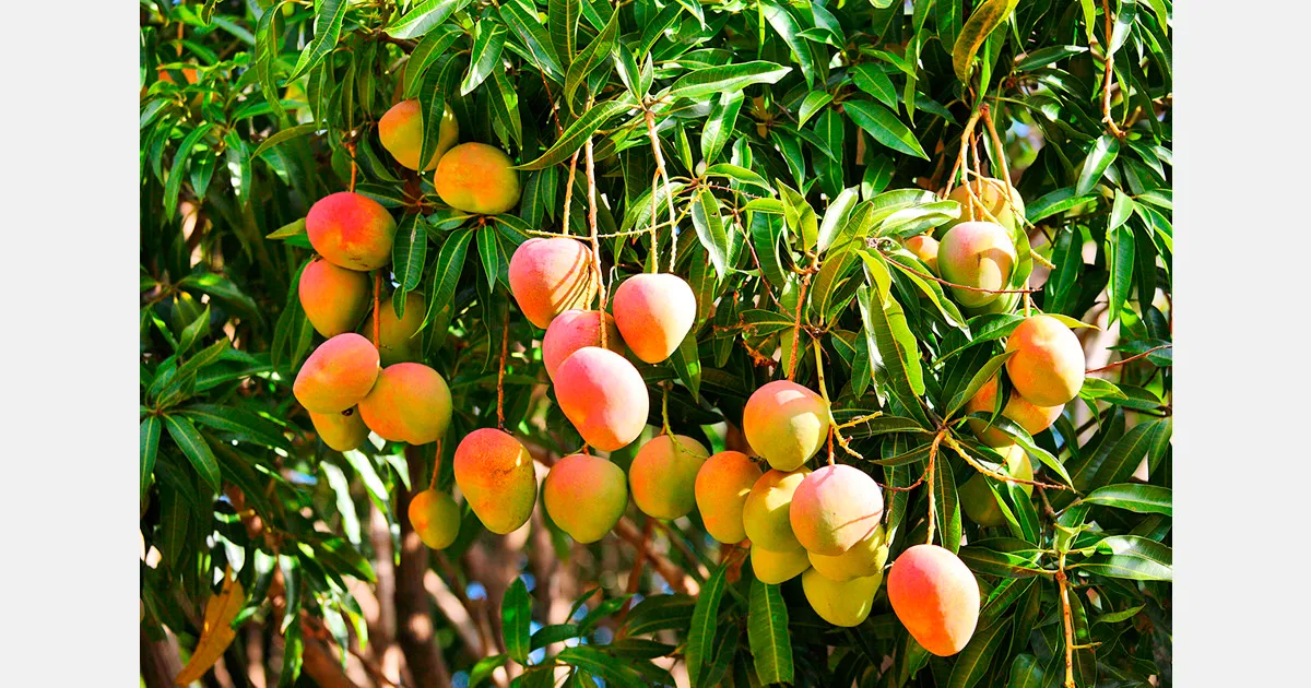 Аренда манго-деревьев в Индии: бизнес-модель нового типа