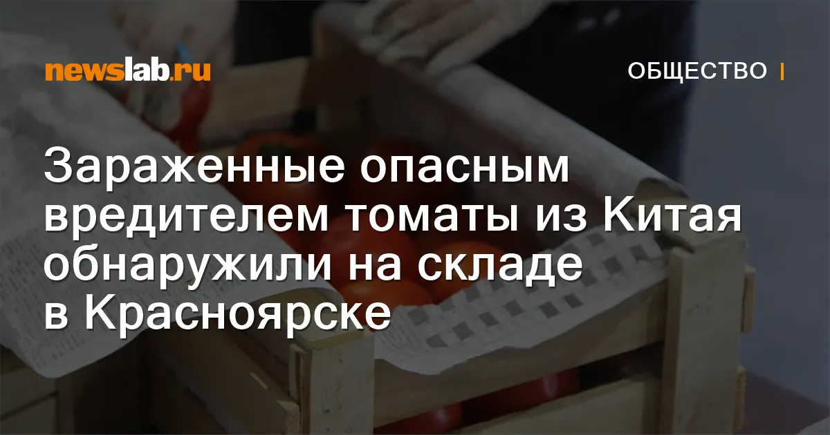 В Красноярске обнаружили заражённые томаты из Китая