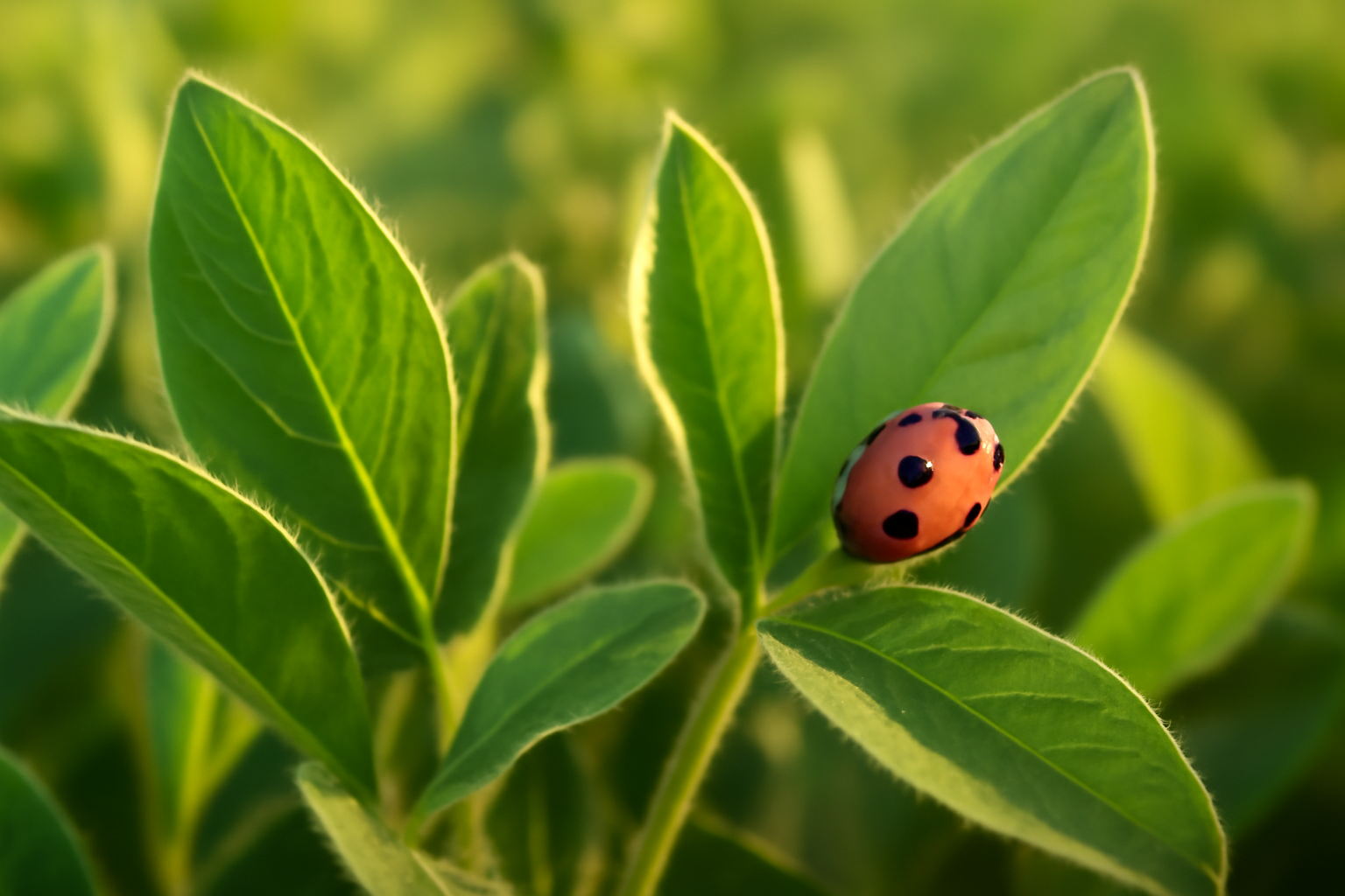 Борьба с кистенем сои: советы эксперта Грегга Тилки